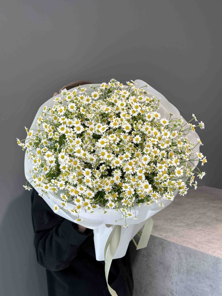 Bouquet of chamomile