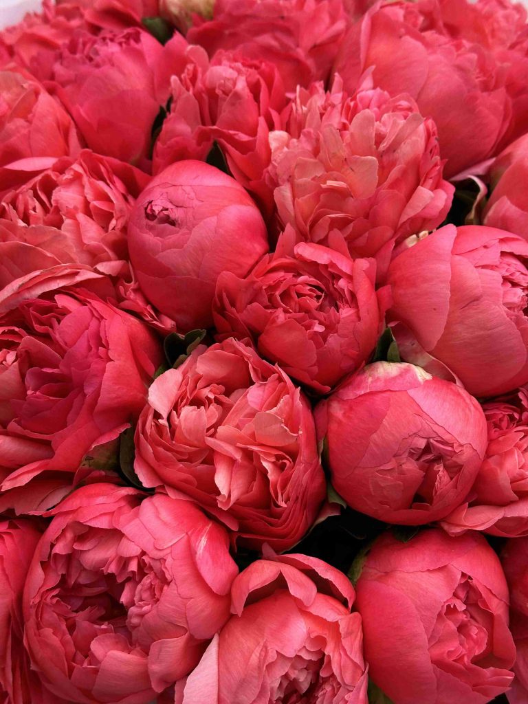 Bouquet of peonies Coral Charm